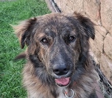 MANFREDS265, Hund, Mischlingshund in Ortenberg - Bild 1