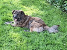 MANFREDS265, Hund, Mischlingshund in Ortenberg - Bild 11