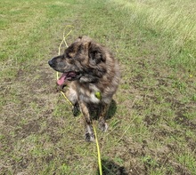 MANFREDS265, Hund, Mischlingshund in Ortenberg - Bild 12