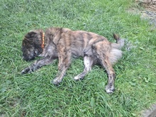 MANFREDS265, Hund, Mischlingshund in Ortenberg - Bild 13