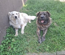 MANFREDS265, Hund, Mischlingshund in Ortenberg - Bild 14
