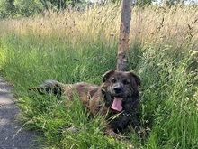 MANFREDS265, Hund, Mischlingshund in Ortenberg - Bild 16