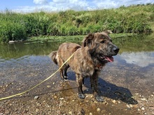 MANFREDS265, Hund, Mischlingshund in Ortenberg - Bild 17