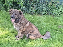 MANFREDS265, Hund, Mischlingshund in Ortenberg - Bild 3