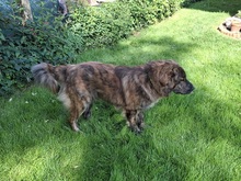 MANFREDS265, Hund, Mischlingshund in Ortenberg - Bild 5