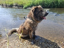 MANFREDS265, Hund, Mischlingshund in Ortenberg - Bild 6