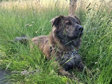 MANFREDS265, Hund, Mischlingshund in Ortenberg - Bild 8