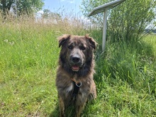 MANFREDS265, Hund, Mischlingshund in Ortenberg - Bild 9