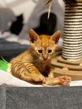 MEISTER, Katze, Europäisch Kurzhaar in Hessisch Oldendorf - Bild 1