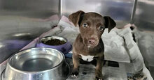 ORETTA, Hund, Mischlingshund in Italien - Bild 2