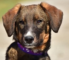 ANDYS273, Hund, Mischlingshund in Slowakische Republik - Bild 1