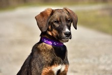 ANDYS273, Hund, Mischlingshund in Slowakische Republik - Bild 10
