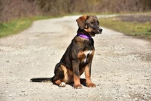 ANDYS273, Hund, Mischlingshund in Slowakische Republik - Bild 11