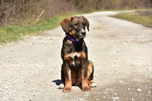 ANDYS273, Hund, Mischlingshund in Slowakische Republik - Bild 12