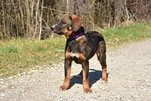 ANDYS273, Hund, Mischlingshund in Slowakische Republik - Bild 2