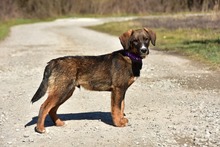 ANDYS273, Hund, Mischlingshund in Slowakische Republik - Bild 3