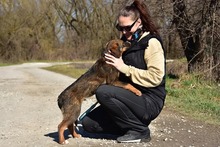 ANDYS273, Hund, Mischlingshund in Slowakische Republik - Bild 4