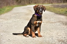 ANDYS273, Hund, Mischlingshund in Slowakische Republik - Bild 5
