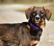 ANDYS273, Hund, Mischlingshund in Slowakische Republik - Bild 6