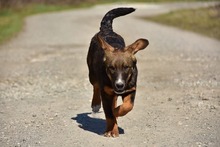 ANDYS273, Hund, Mischlingshund in Slowakische Republik - Bild 7