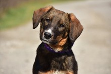 ANDYS273, Hund, Mischlingshund in Slowakische Republik - Bild 8
