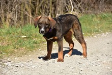 ANDYS273, Hund, Mischlingshund in Slowakische Republik - Bild 9