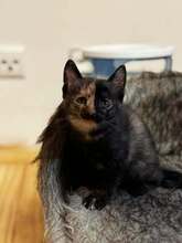 MAJA, Katze, Europäisch Kurzhaar in Hessisch Oldendorf - Bild 1