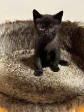 MASCHA, Katze, Europäisch Kurzhaar in Hessisch Oldendorf - Bild 1