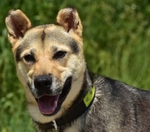 ARWEN, Hund, Mischlingshund in Slowakische Republik - Bild 1