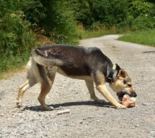 ARWEN, Hund, Mischlingshund in Slowakische Republik - Bild 10