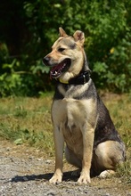 ARWEN, Hund, Mischlingshund in Slowakische Republik - Bild 11