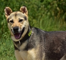 ARWEN, Hund, Mischlingshund in Slowakische Republik - Bild 12