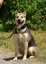 ARWEN, Hund, Mischlingshund in Slowakische Republik - Bild 13