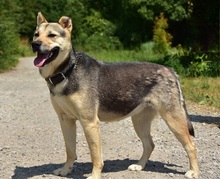 ARWEN, Hund, Mischlingshund in Slowakische Republik - Bild 2