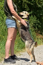 ARWEN, Hund, Mischlingshund in Slowakische Republik - Bild 3