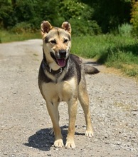ARWEN, Hund, Mischlingshund in Slowakische Republik - Bild 4