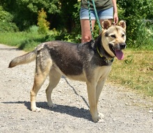 ARWEN, Hund, Mischlingshund in Slowakische Republik - Bild 5