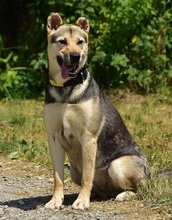 ARWEN, Hund, Mischlingshund in Slowakische Republik - Bild 6