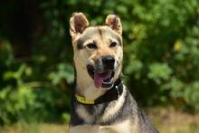 ARWEN, Hund, Mischlingshund in Slowakische Republik - Bild 7