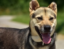 ARWEN, Hund, Mischlingshund in Slowakische Republik - Bild 8