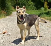 ARWEN, Hund, Mischlingshund in Slowakische Republik - Bild 9