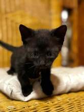 MAEKER, Katze, Europäisch Kurzhaar in Hessisch Oldendorf - Bild 1