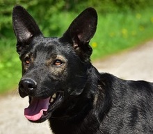 BILLYS271, Hund, Mischlingshund in Slowakische Republik - Bild 1