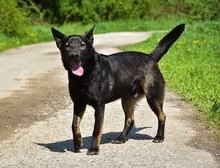 BILLYS271, Hund, Mischlingshund in Slowakische Republik - Bild 2