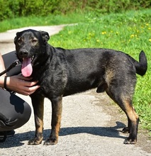 BILLYS271, Hund, Mischlingshund in Slowakische Republik - Bild 4