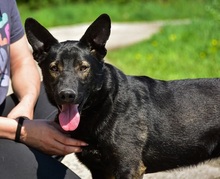 BILLYS271, Hund, Mischlingshund in Slowakische Republik - Bild 5