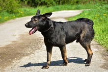 BILLYS271, Hund, Mischlingshund in Slowakische Republik - Bild 6