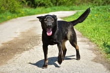 BILLYS271, Hund, Mischlingshund in Slowakische Republik - Bild 7