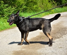 BILLYS271, Hund, Mischlingshund in Slowakische Republik - Bild 8