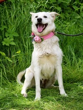 ZUNNY, Hund, Mischlingshund in Slowakische Republik - Bild 11